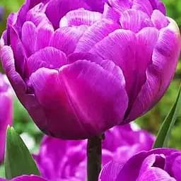 Тюльпан "Blue Diamond" (размер 10/11, большой) 3 шт (17477)