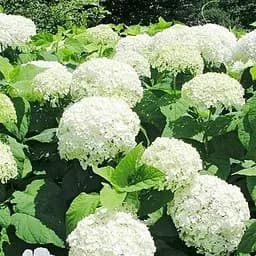 Саджанець Agro-Market Гортензія деревоподібна 2-х річна Annabelle висота саджанця 25-45см (62116)