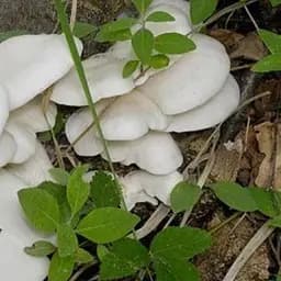 Міцелій на дубових брусочках "Глива біла" 10шт (45233)