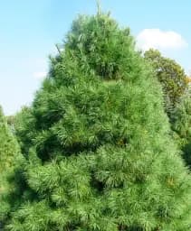 Саджанець Agro-Market Сосна Веймутова Strobus (висота 30-50 см) з Нідерландів 1 шт. в упаковці (183513)