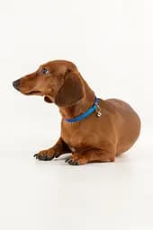 Нашийник KUMAOCHONGWUYONGPIN KMK1199 Синьо-зелений (2002010910124A)