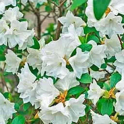 Саджанець Agro-Market Азалія (рододендрон гібридний) Whitethroat (177737)