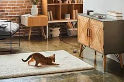 Компактна HD-камера Petcube Play 2 (PP20US) - мініатюра 7