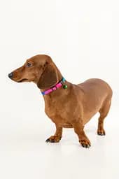 Нашийник KUMAOCHONGWUYONGPIN KMK1199 Рожево-синій (2000990376923A)