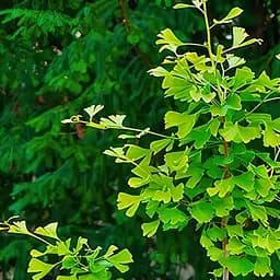 Саджанець Agro-Market Гінкго Білоба (висота 20-30см) (179909)