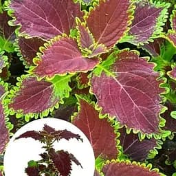 Колеус Main Street Oxford Street 1 саженец (182533) 