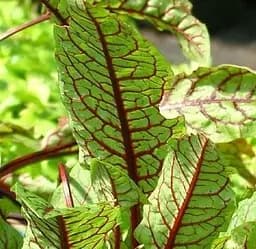 Саджанець Agro-Market Щавель Кривава Мері (вишуканий смак, висока декоративність) (134012) 1 шт. в упаковці