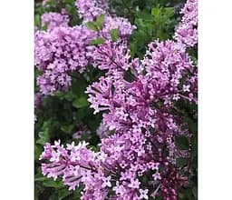 Саженец Agro-Market Сирень Мейера Полибин (50664) 1 шт. в упаковке