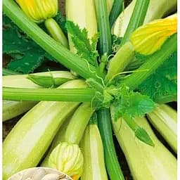 Насіння Весна Кабачок Аскольд Органік 20 г (177898)