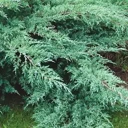 Ялівець віргінський Grey Owl (контейнер Р9 висота 10-15см) (25814) 1 саджанець