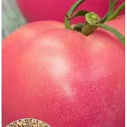 Насіння Весна на вагу Томат Велетень ціна за 1 г (22171)