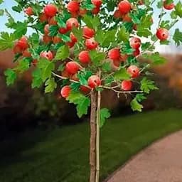 Агрус на штамбі Agro-Market "Неслуховський" (ранній термін дозрівання, великоплідний) (43072) 1 саджанець в упаковці