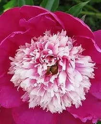 Саженец Agro-Market Пион травянистый Белая чаша 1 шт. в упаковке (38431)