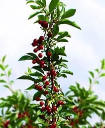 Саджанець Agro-Market Вишня колоновидна блискуча темно-червона Шоколадний мус (Chocolate mousse) (преміальний супер ранній сорт) 1 шт. в упаковці (45985)