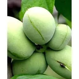 Саджанець Agro-Market Азіміна трилоба Африканська феєрія (African extravaganza) (перехресне запилення, вік саджанця 1 рік, садити по 2 шт) 1 саджанець (103416)