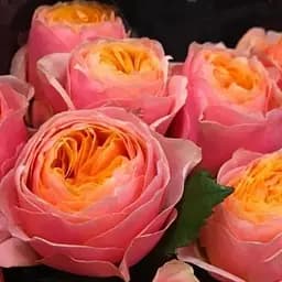 Троянда англійська Agro-Market Вувузела саджанець класу АА+ вищий сорт 1 шт. в упаковці (63845)