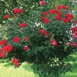 Троянда штамбова Agro-Market Спрей Fairy Dance саджанець класу АА+ вищий сорт 1 шт. в упаковці (112337)