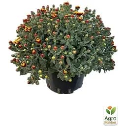 Саджанець Agro-Market Хризантема Садова Ciotat (висота 30-50 см) (175008) 1 шт. в упаковці - мініатюра 2