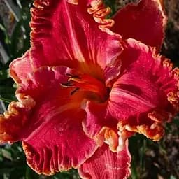 Лілійник "Calle Arena Sunset" (сортовий вкорінений в контейнері С1,2) (186009) 1 саженец