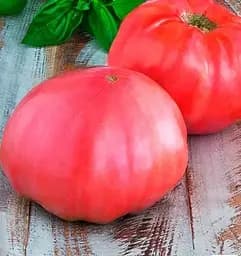 Насіння Весна на вагу Томат Мільйонер ціна за 1 г (178271)