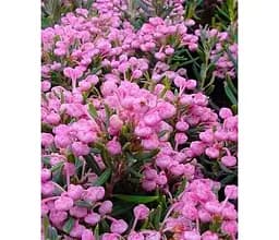 Саджанець Agro-Market Андромеда багатолиста Блю Айс контейнер С1 (50686) 1 шт. в упаковці