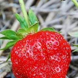 Саджанець Agro-Market Полуниця Діана (ремонтантний сорт) 5 шт. в пакуванні (44708)