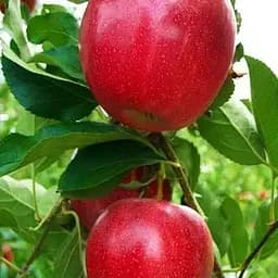 Саженец Agro-Market Яблоня Гала Галакси (осенний сорт, средний срок созревания) (39824) 1 шт. в упаковке