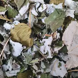 100 г малина лист сушеный - свежий урожай