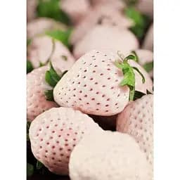 Саджанець Agro-Market Полуниця біла Анабланка (Anablanka) 5шт (середній термін дозрівання, ягоди не пошкоджуються птахами) (46043)