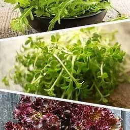 Салат "Суміш кращих популярних сортів" ТМ "Весна"  5г (45527)