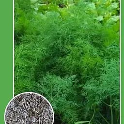 Насіння Весна Кріп Шмарагд 2 г (20649)