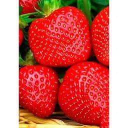 Саджанець Agro-Market Полуниця Портола (Portola) 5шт (ремонтантний високоврожайний сорт, ранній термін дозрівання) (37282) - мініатюра 3