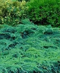 Саджанець Agro-Market Ялівець лускатий 3-річний Hunnetorp С3 діаметр 25-30 см 1 шт. в упаковці (176861)