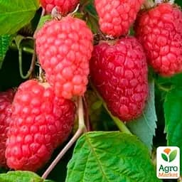 Малина Agro-Market "Марастар" (ремонтантный крупноплодный сорт, французской селекции) 1-летний саженец (189501) 1 шт в упаковке