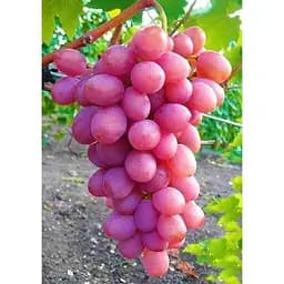 Саджанець Agro-Market Виноград Рожевий фламінго (середньо-пізній термін дозрівання, сорт стійкий до хвороб) 1 шт. в упаковці (38130)