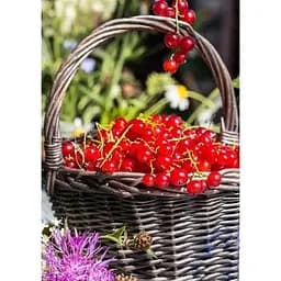Саджанець Agro-Market Порічка (смородина) червона Олімп (Olympus) (преміальний високоврожайний сорт) 1 шт. в упаковці (24205) - мініатюра 6