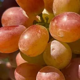 Саджанець Agro-Market Виноград кишмиш Аліса в Країні Чудес (велика, солодка, соковита ягода) 1 шт. в пакуванні (182235)