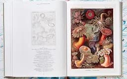 The Art and Science of Ernst Haeckel - мініатюра 13