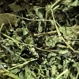 100 г вьюнок полевой березка трава - свежий урожай