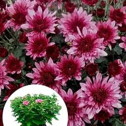 Хризантема Садова "Avalon Pink" (висота 30-50см) (103583) 1 саженец - мініатюра 3