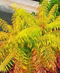 Саджанець Agro-Market Сумах пухнастий Tiger Eyes (Оцтове дерево) 1 шт. в упаковці (106877)