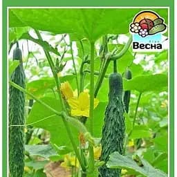 Насіння Весна Огірок Китайське диво 0.25 г (10759)