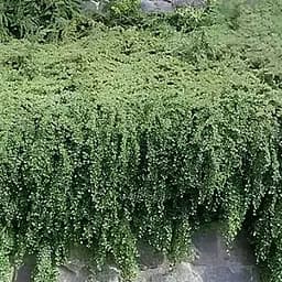 Кизильник Даммера "Mooncreeper", С2 (187651) 1 саженец в упаковке