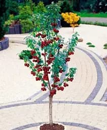 Саджанець Agro-Market Вишня колоновидна Малютка 1 шт. в упаковці (52669)