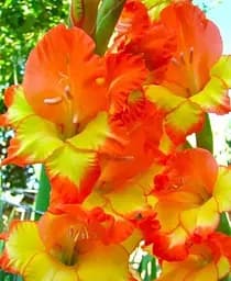 Луковица Agro-Market Гладиолус Нанус Las Vegas 3 шт. в упаковке (72043)