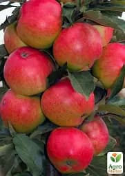 Саджанець Agro-Market Яблуня колоновидна Патріот (літній сорт, ранній термін дозрівання) 1 шт. в упаковці (21021) - мініатюра 2