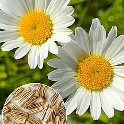 Нив'яник "Стефанія" (зіпер) Весна 0.2г (183409)