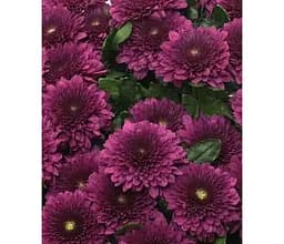 Саджанець Agro-Market Хризантема мультифлора куляста Sorini Mauve (176482) 1 шт. в упаковці