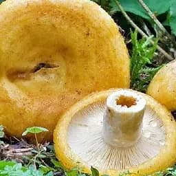 Сухий зерновий міцелій "Груздь жовтий" 100г (45569)