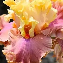 Ірис бородатий великоквітковий "Glamazon" (61807) 1 шт